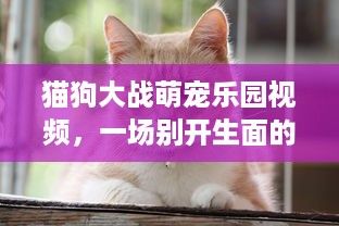 猫狗大战萌宠乐园视频，一场别开生面的宠物盛宴