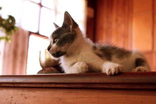 猫狗大战萌宠乐园视频，一场别开生面的宠物盛宴