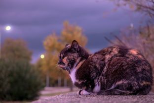 猫狗大战萌宠乐园视频，一场别开生面的宠物盛宴