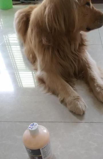 宠物洗澡必备（如何选择合适的浴液？使用浴液注意事项详解！）