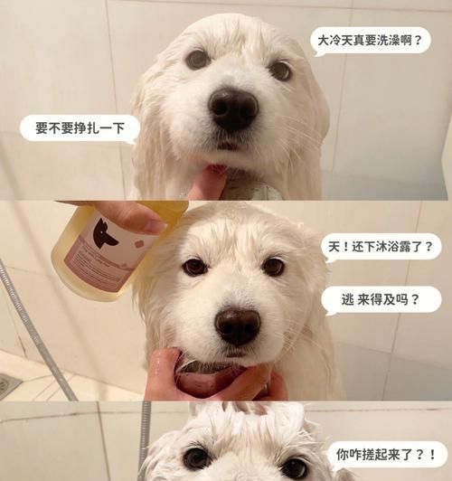 宠物洗澡必备（如何选择合适的浴液？使用浴液注意事项详解！）