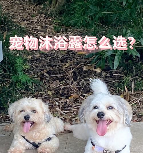 宠物洗澡必备（如何选择合适的浴液？使用浴液注意事项详解！）
