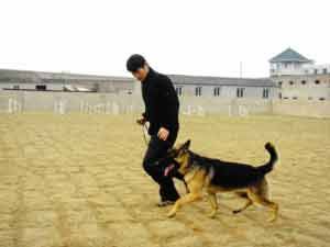 无锡“贵族狗校”教狗礼仪 开销昂贵惹争议(图)