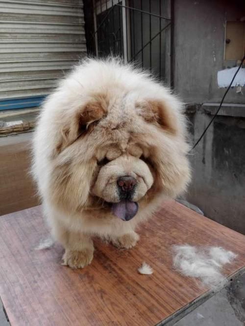 松狮犬