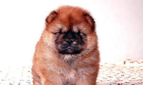 松狮幼犬训练指南（以宠物为主，打造快乐与和谐的生活）