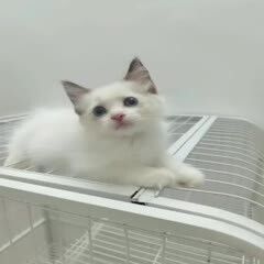 布偶猫宠物毛3个月以下