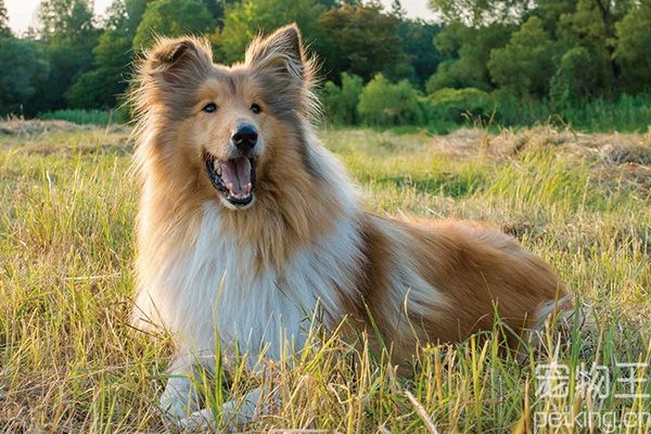 苏格兰牧羊犬缺点