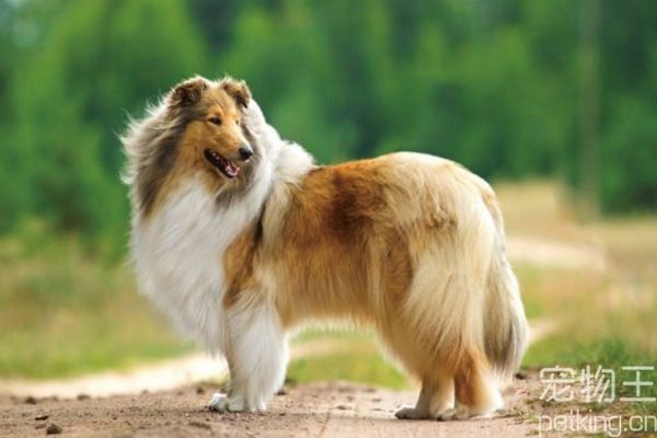 苏格兰牧羊犬