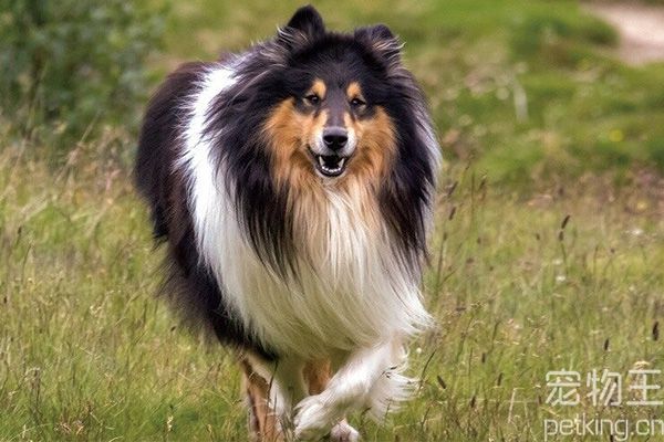 苏格兰牧羊犬价钱偏高