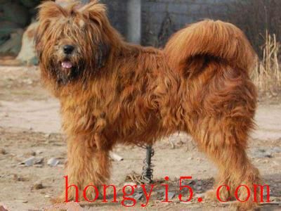 十大看家犬品种排行榜(适合看家的犬类排行榜)插图