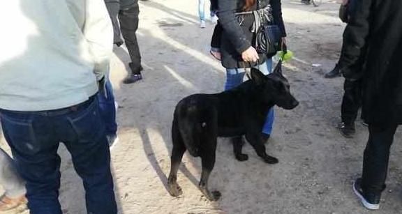 黑狼犬的发情表现（了解你的宠物，做个负责任的主人）