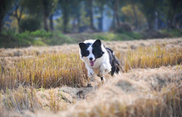 边境牧羊犬形态性格特征、饲养优缺点及市场价格介绍