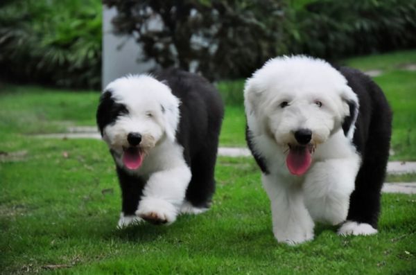 英国古代牧羊犬图片