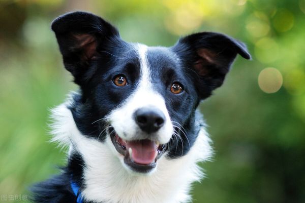 边境牧羊犬图片