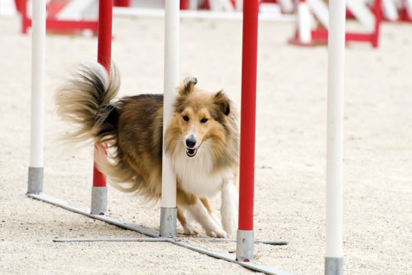 喜乐蒂牧羊犬图片