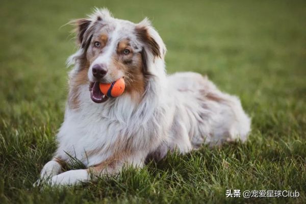澳大利亚牧羊犬图片