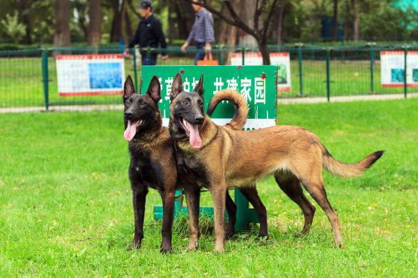 马犬图片