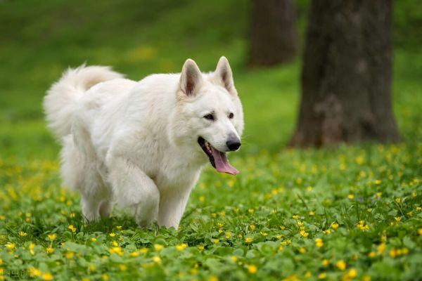 白色瑞士牧羊犬