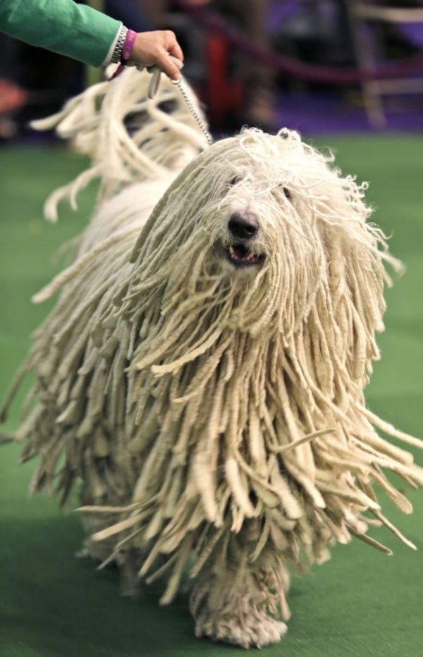 匈牙利牧羊犬图片