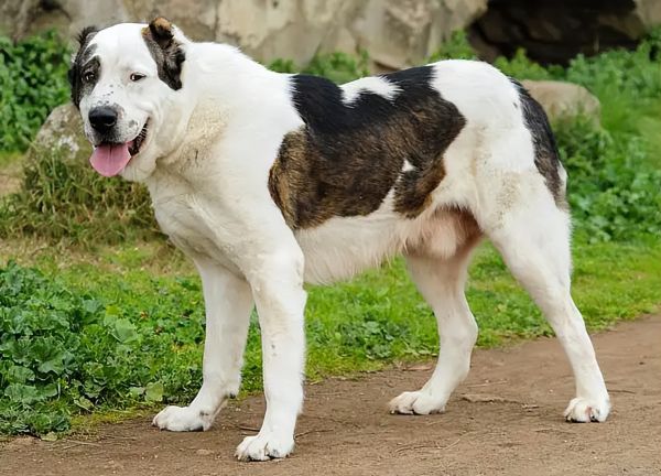 中亚牧羊犬图片