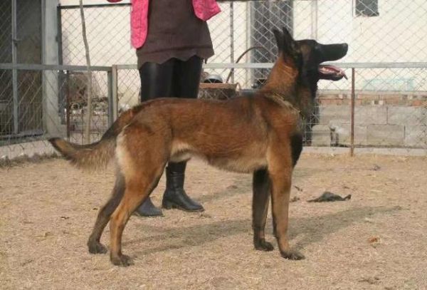 为什么宠物狗没有工作犬聪明？其实跟饮食有关
