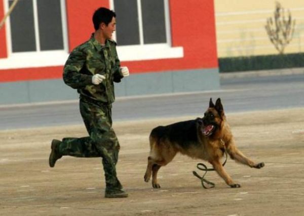 为什么宠物狗没有工作犬聪明？其实跟饮食有关