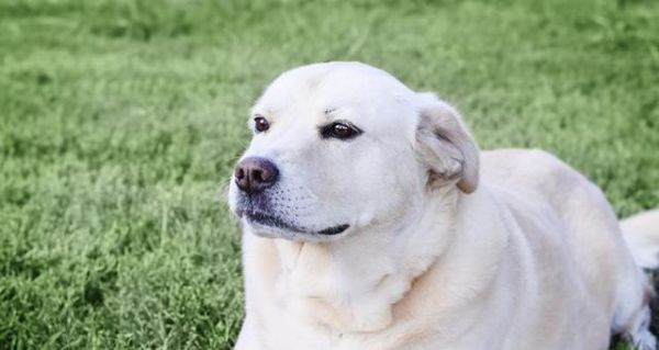 探寻常见工作犬的职责与特征（以宠物为主，让我们认识警犬、导盲犬、救援犬、牧羊犬和猎犬）