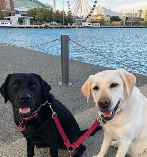 探寻常见工作犬的职责与特征（以宠物为主，让我们认识警犬、导盲犬、救援犬、牧羊犬和猎犬）