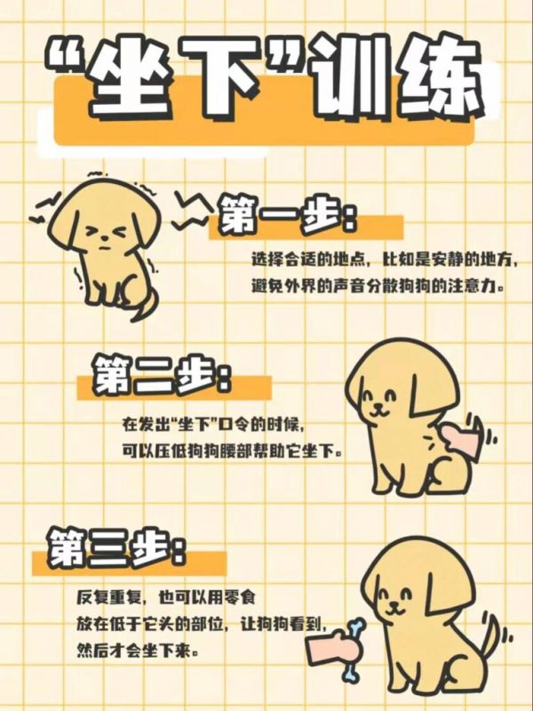 金毛犬到底怎么训练的？网友：家有“废狗”
