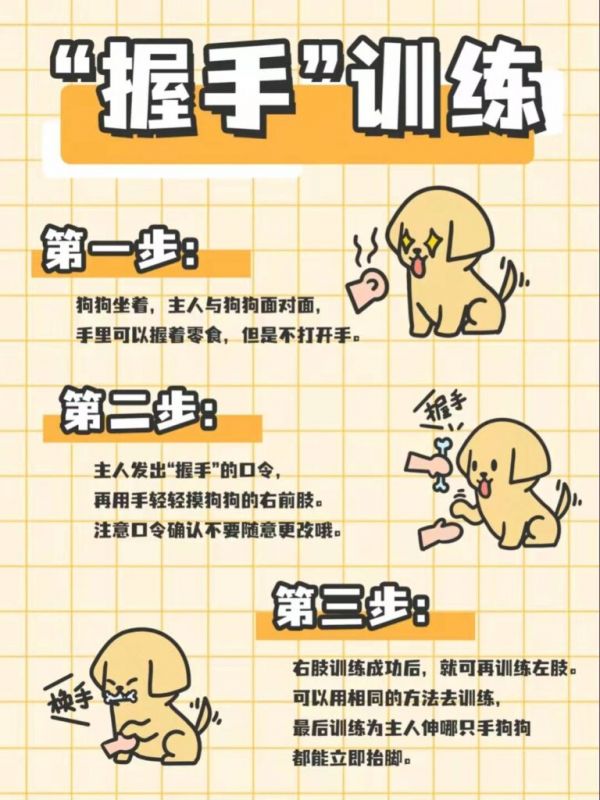 金毛犬到底怎么训练的？网友：家有“废狗”