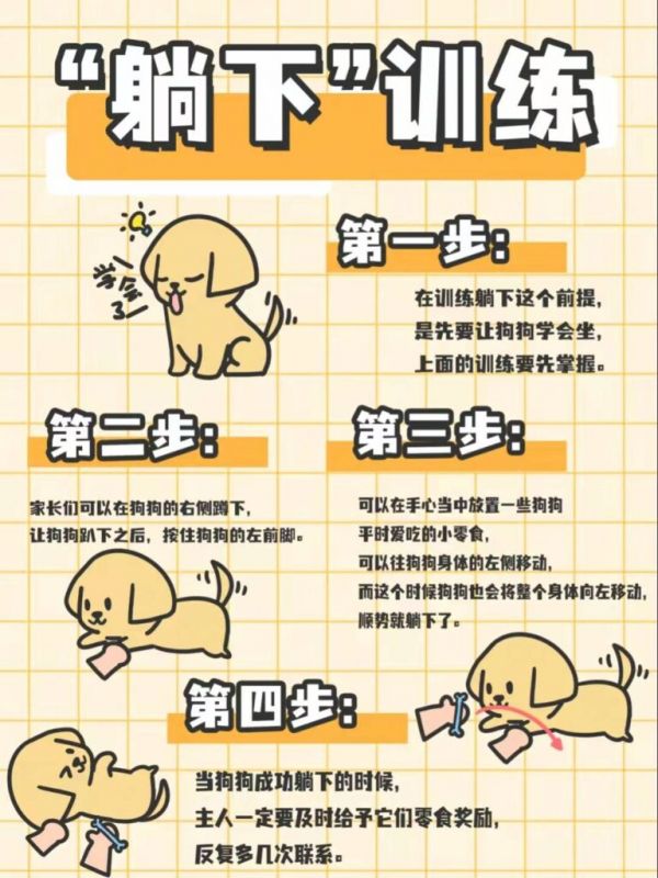 金毛犬到底怎么训练的？网友：家有“废狗”