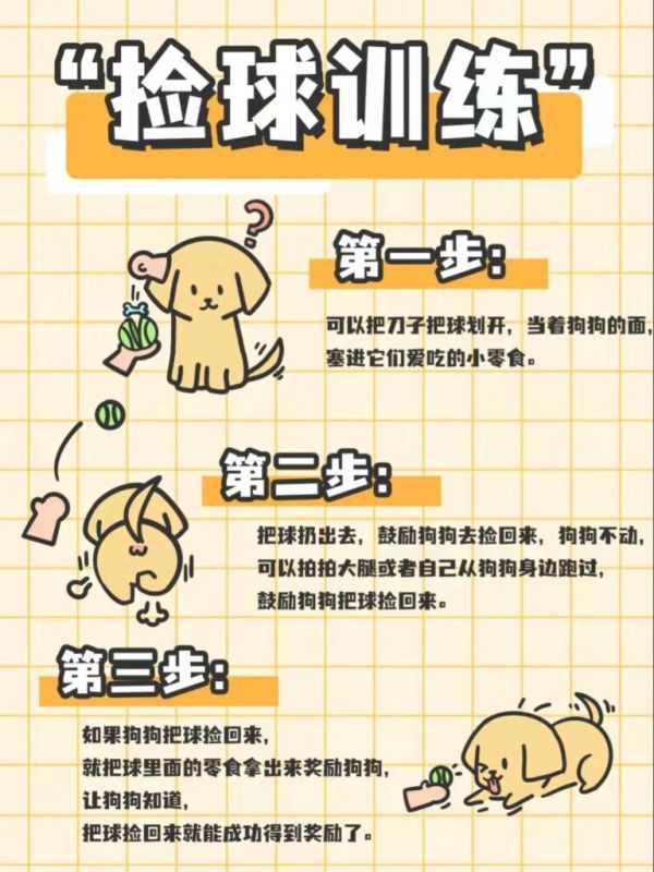 金毛犬到底怎么训练的？网友：家有“废狗”