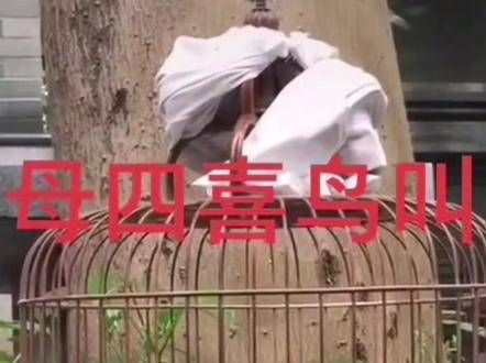 极品四喜的鸣叫声 宠物