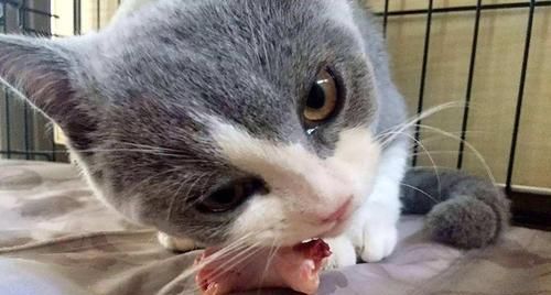 揭秘猫咪的神秘大脑（探究猫咪大脑结构和功能，解读宠物行为的内在原因）