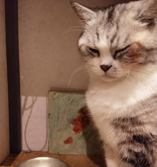 揭秘猫咪的神秘大脑（探究猫咪大脑结构和功能，解读宠物行为的内在原因）
