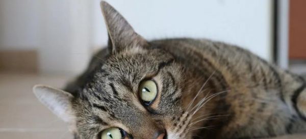 揭秘猫咪的神秘大脑（探究猫咪大脑结构和功能，解读宠物行为的内在原因）