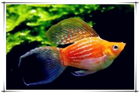 宠物热带鱼！玛丽鱼繁殖的6个注意事项，助你轻松养好玛丽鱼！
