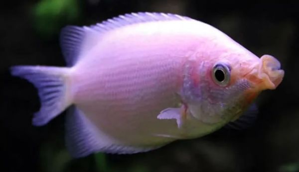 亲吻鱼（Kisser Fish）物种介绍：独特的‘亲吻’行为与饲养指南！ 水族类