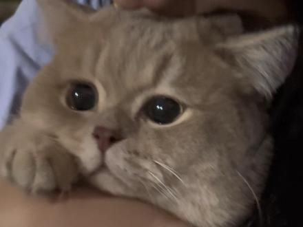 怪不得学校不让养猫 #小猫坏事做尽之歌