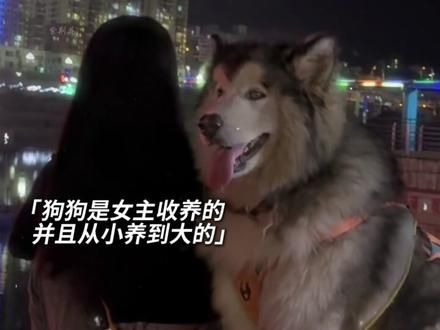 它知道它将要面临什么下场，但是它仍然无悔#护主的狗狗 #忠犬 #家暴零容忍