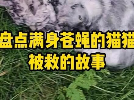 满身苍蝇的猫猫已经被下了判决书，女孩抢先死神一步救了猫猫！#流浪猫救助 #感人瞬间