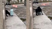 主人将行李放门口看狗狗反应,狗狗找不到人一脸疑惑:这味没错啊