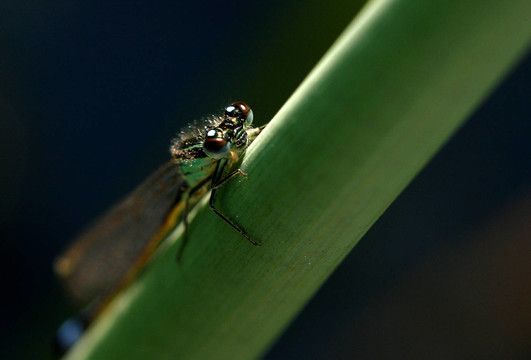 蜻蜓斜