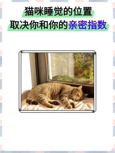 猫咪睡觉的位置，和你的亲密度有关