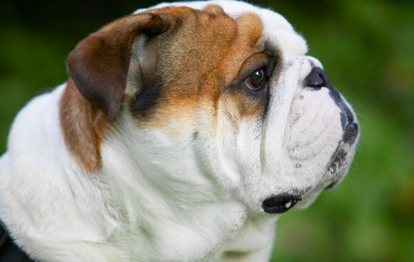 斗牛犬的种类有哪些