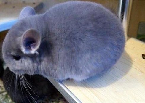 龙猫的品种有哪些?龙猫颜色分类及特点介绍