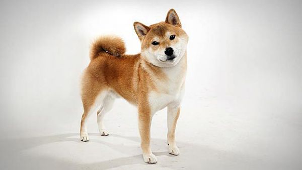 柴犬图片