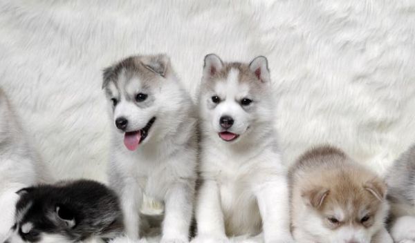 新手养幼犬千万要注意这几点