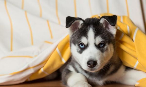 新手养幼犬千万要注意这几点