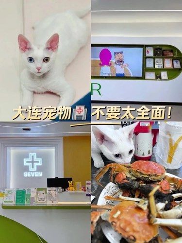 大连宠物最全攻略 毛孩子家长建议